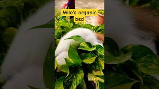 Milo's Organic Bed| Cute Cat | P johnsi| #shorts #cutecat #kitten