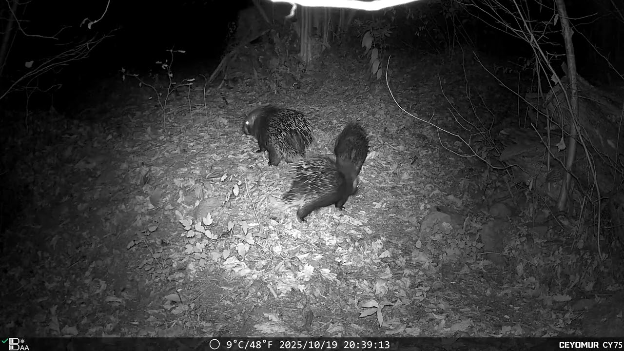 Fauna del 19 Ottobre 2025 – Istrice, Volpe, Gatto, Tasso | Appennino bolognese | RoffenoWild