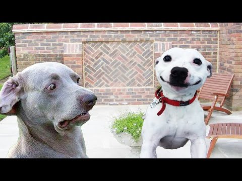 dogs-making-funny-faces---funny-and-cute-dog-compilation