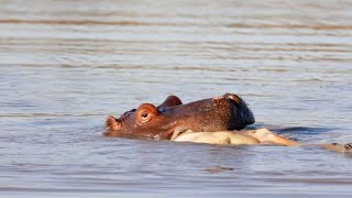 Hippo With An Impala In Its Mouth