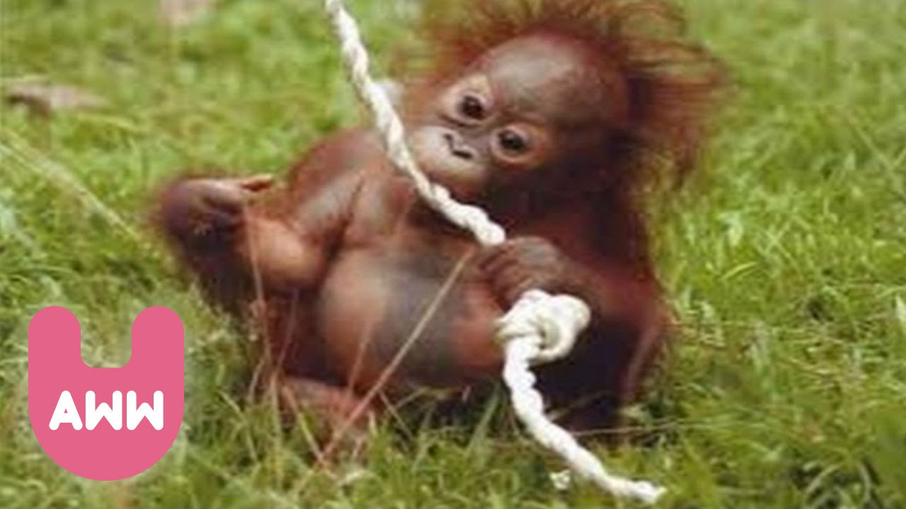 Image result for baby orangutan