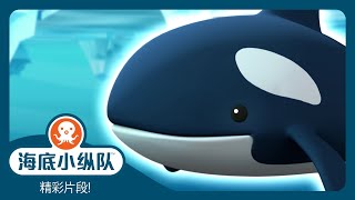 海底小纵队 - 🧊 北极虎鲸 🐳  | 精彩片段! | 集完整版 by 海底小纵队 1,539 views 2 weeks ago 2 minutes, 24 seconds