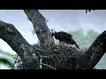 The Secret Battles Of The Amazon Rainforest Wildlife Survival And Floods 