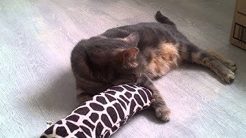 Mamapoes met kong kickeroo