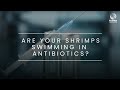 Rynan aquaculture webisode 6 are your shrimps swimming in antibiotics