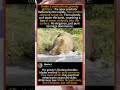 Grizzly Bear's Gravity Slide 💦 #GrizzlyBear #Wildlife