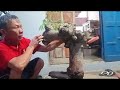 M654 gl cốc chua 200k LH 0707713796 Khương bonsai