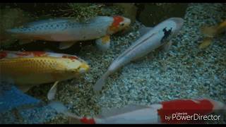 Anipop: Fish Pop Commercial