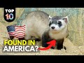 10 WILD Animals Found in America 🇺🇸