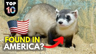 10 WILD Animals Found in America 🇺🇸 by Top 10 Daily 9,559 views 3 years ago 9 minutes, 57 seconds