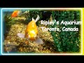 Ripley&#39;s Aquarium - Toronto, Canada -  My visit