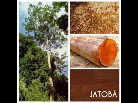 Tora Jatoba