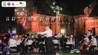 แมงภู่ตอมดอก | Thai Symphony Orchestra