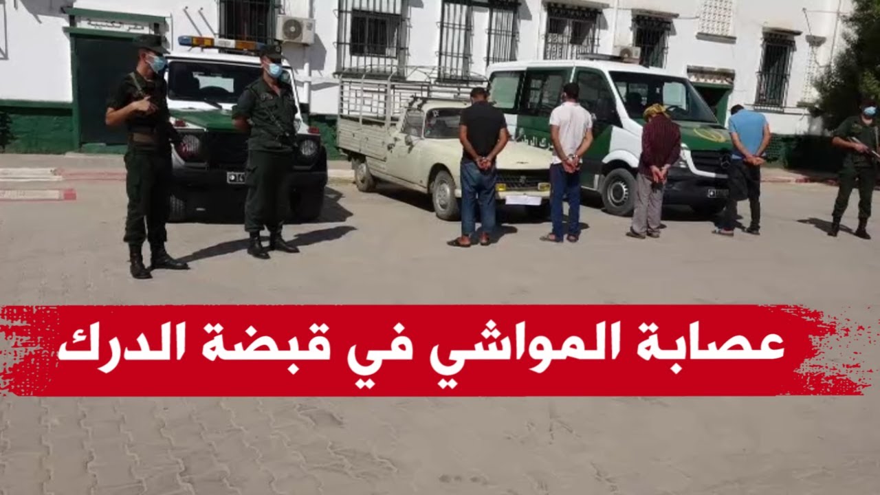 المسيلة: مصالح الدرك الوطني تفك لغز سرقة المواشي بحي اولاد سلامة بالمسيلة