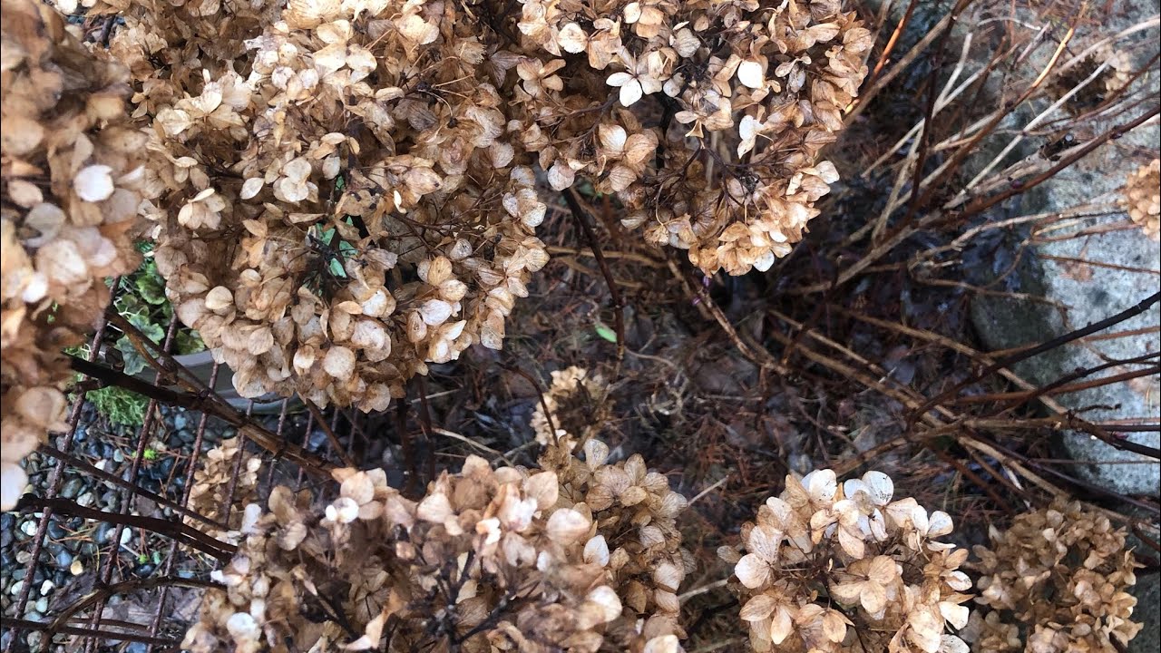 Hydrangea Removal Should I Remove Dry Hydrangea Flowers? - YouTube