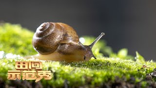 4万多只小蜗牛遭遇养殖难题直击蜗牛孵化全过程影响蜗牛成长的关键竟然是地暖|「田间示范秀」20220805