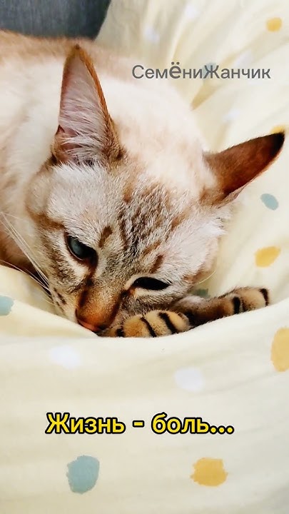 Обижайка #cat #котики #mycat #меконгскийбобтейл - YouTube