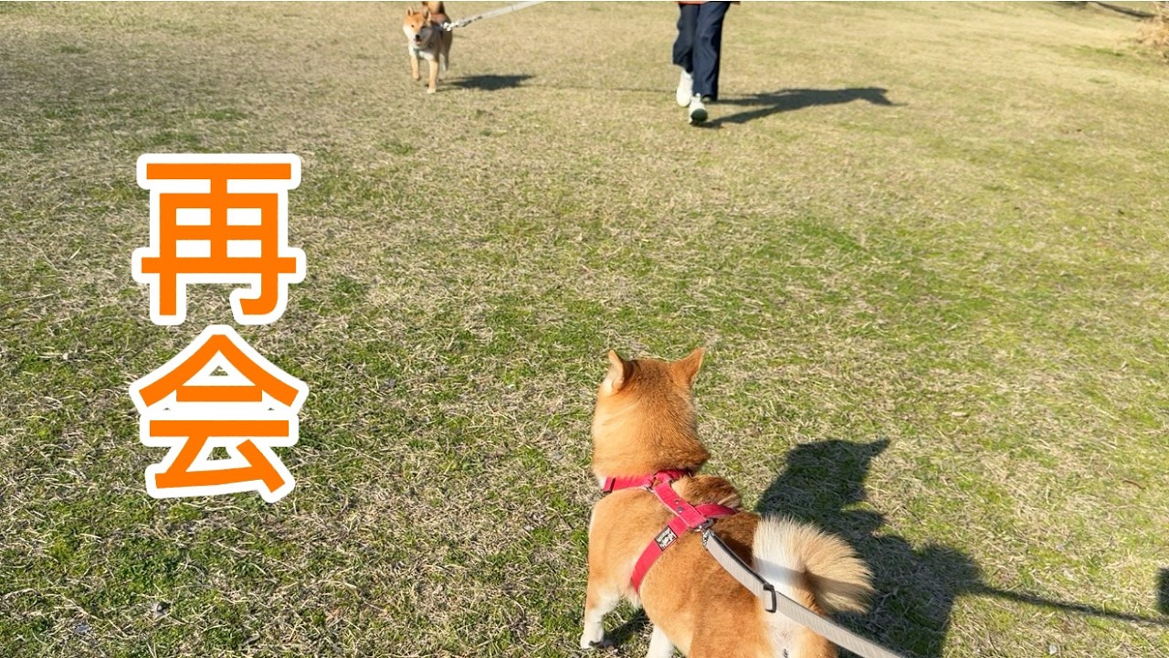 いぬのふぐり The day I reconnected with friends I had drifted apart from. - YouTube