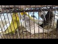 Australia breeding progress#lovebirds #Australia 🕊️#hamzabirds#shorts