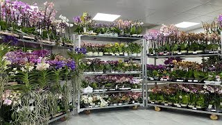 🌸 ПРОДАЖА ОРХИДЕЙ 09.08.23 Продажа редких орхидей. Ванды, Биг Липы, Орхидеи-БАБОЧКИ. Купить орхидею.