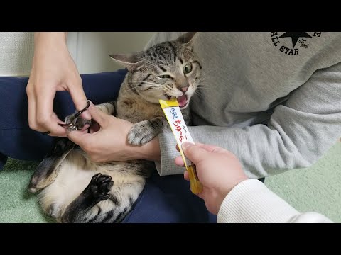 ちゅーるに夢中過ぎて、お腹丸出しで爪切りされても無抵抗な猫