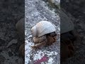 Hermit Crab😁