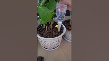 Combo Đầu Tưới Nhỏ Giọt Kèm Viên Dưỡng Vitamin Cho Cây - Chăm Sóc Cây Dễ Dàng Hơn Bao Giờ Hết