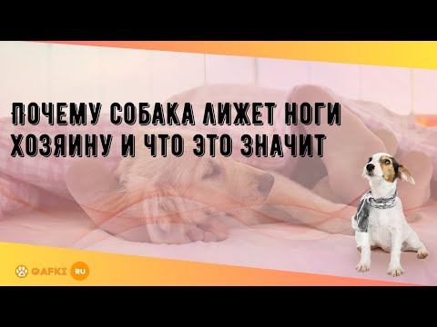 Почему собака лижет ноги хозяину и что это значит