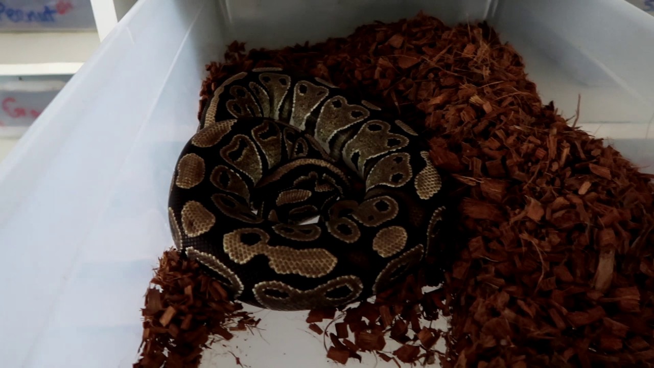 evolving wilds tcg Giveaway Update and Clutch Day #2