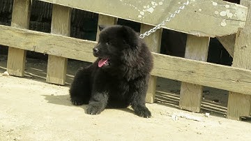 SIÊU PHẨM GẤU ĐEN ĐỰC 50 NGÀY TUỔI, NẶNG GẦN 4 KG - CHÓ BẢN MÔNG HOANG DÃ