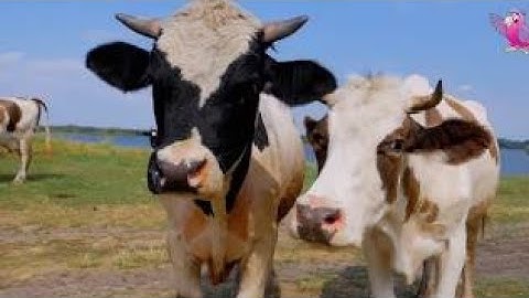 COW VIDEO 🐮🐄 COWS MOOING AND GRAZING IN A FIELD | Cow Video