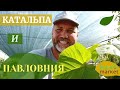 Катальпа и Павловния - экзотические растения в Украине | Botanic Market