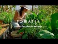 Tomates: Empezar desde Esquejes | Clonar tomates para alargar la temporada! #CultivodeTomates