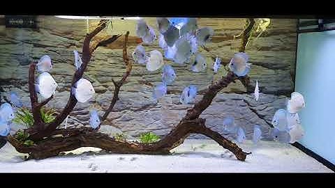 Cá Đĩa Xanh ( Blue Discus)