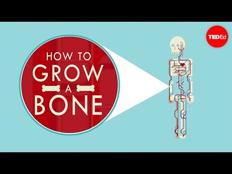 Thumbnail for the embedded element "How to grow a bone - Nina Tandon"