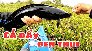 Câu cá lóc rừng U Minh Thượng / Hành trình láng cây gòn (tập 113)