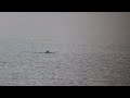 Dolphins at Spurn Point