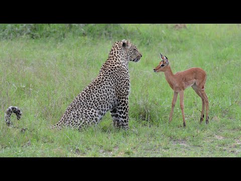 Incredible footage of leopard behaviour during impala kill - Sabi Sand Game Reserve, South Africa