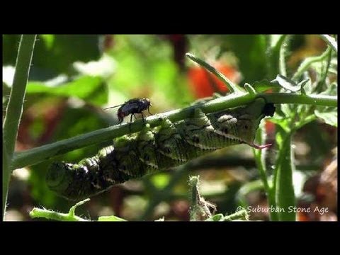 Wideo: Muchy tachinidowe w ogrodach - czy muchy tachinidowe są pożyteczne