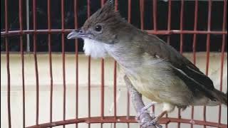 Suara Jenggot Betina Over Birahi ampuh Merangsang Jenggot Lain ikut Bunyi