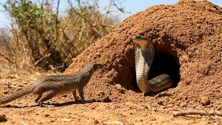 Download Lagu Snake vs. Mongoose: Epic Fight for Survival! | Wild Attack Discovery MP3 Download Lagu Snake vs. Mongoose: Epic Fight for Survival! | Wild Attack Discovery MP3