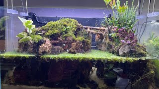 MOUNTAIN PALUDARIUM | TRAPJAW ANTS | ODONTOMACHUS MONTICOLA | Episode 2