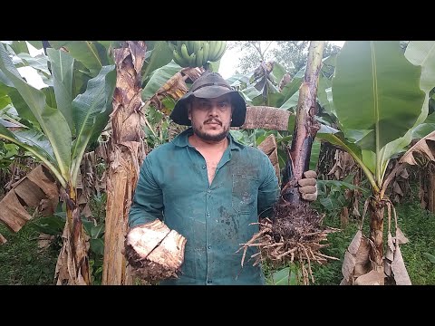 como plantar é