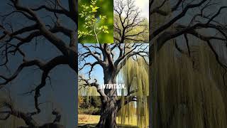 The Ancient Tree Code Hidden in Celtic Writing | Ogham Secrets Revealed
