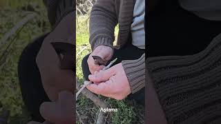 #kalemaşısı #badem #armut #elma #alıç