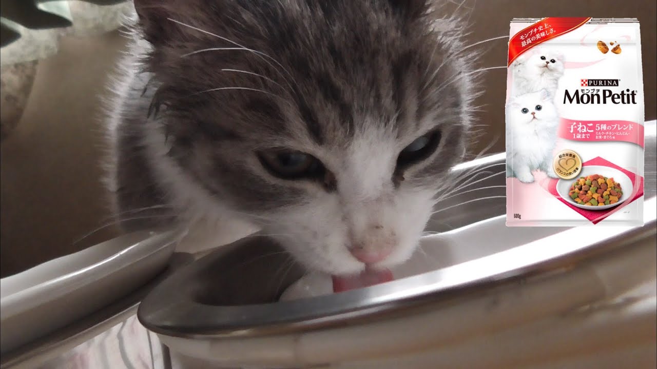 初めてのモンプチ子猫用フードを食べさせてみた Kittens Eat Food For The First Time Youtube