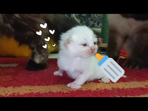 العنايه بالقطط اليتيمه من اليوم الأول حتى عمر الشهر 🐈❤️