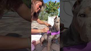 I wanted the best adjustable dog harness + bungee leash that would actually grow with her — and this