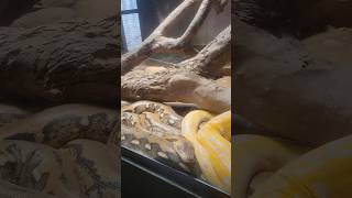 Reptiles at Dehiwala Zoological Gardens in Sri Lanka.