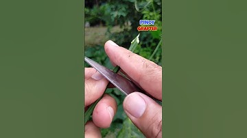HOW TO GRAFT CITRUS PART 1